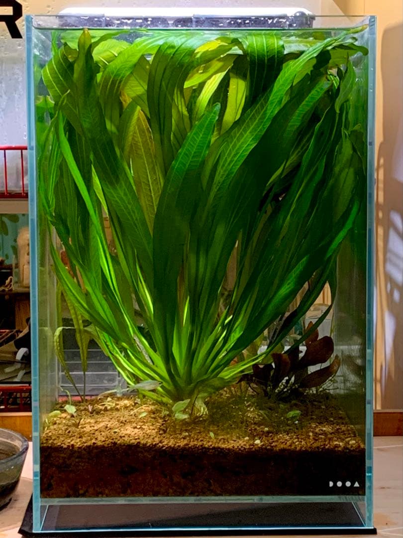 り*う様 エキノドルス ホレマニーオレンジ