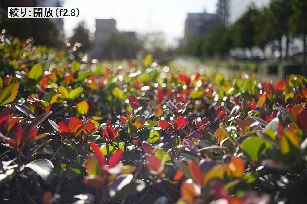 MINOLTA MD W.ROKKOR-X 35mm f/2.8レンズ