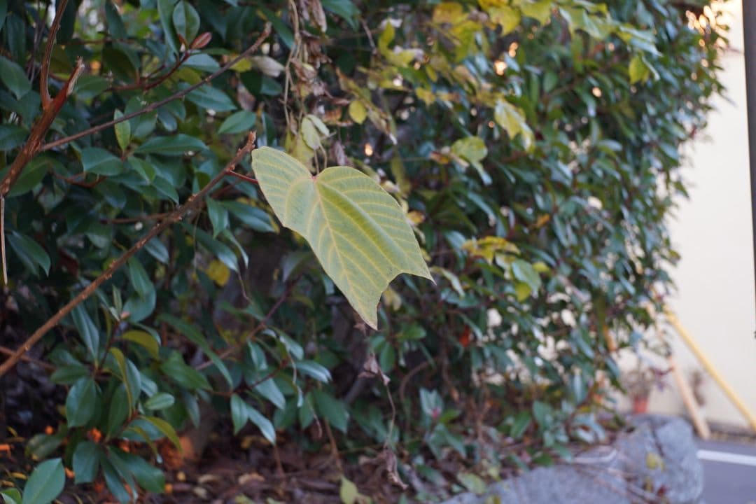 レンズ(単焦点) 070_Nikon W-Nikkor 35mm F3.5 (L Mount)