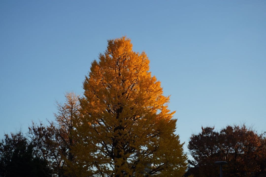 レンズ(単焦点) 070_Nikon W-Nikkor 35mm F3.5 (L Mount)