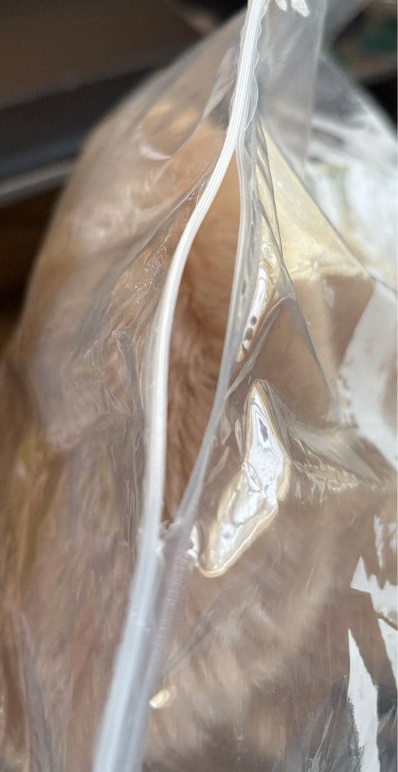 リイシューねこちゃん Grande / Apricot Beige