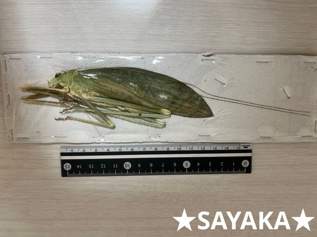 ★昆虫標本★【オオクツワムシ】マレーシア産Archbacris tenuipes
