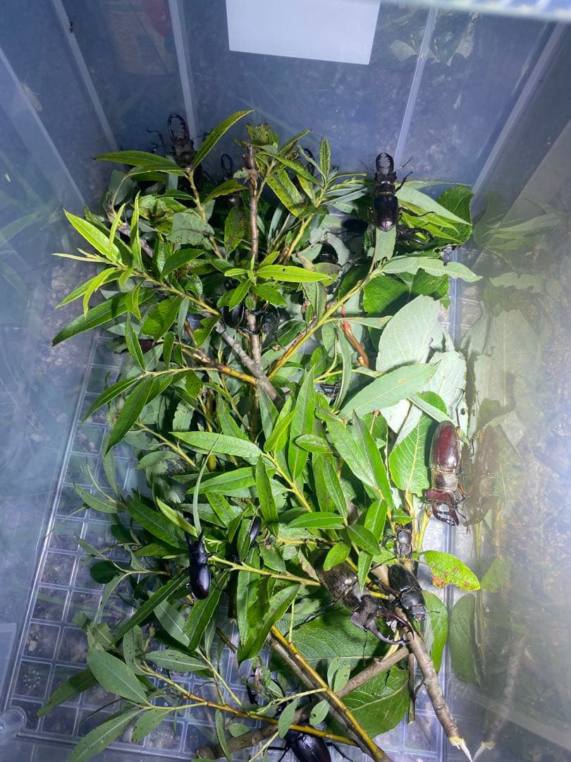 爆光 新品 強力 HID7インチ 119W程度紫外線強化バルブ 灯火採集に！