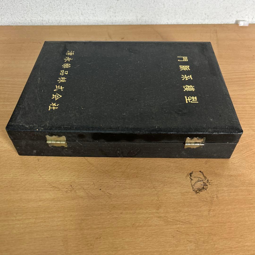 超レア　門脈系模型