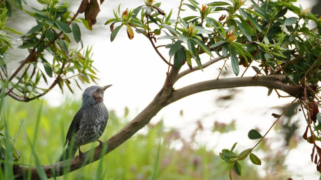 OLYMPUS ED 75-300mm f/4.8-6.7 II ケース類付き