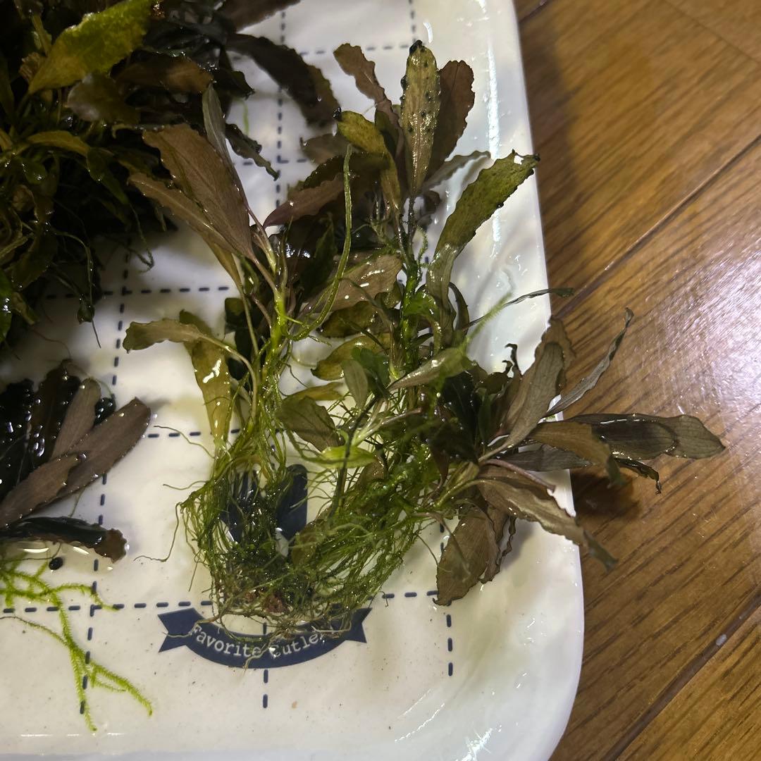 ブセファランドラ