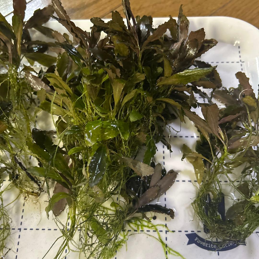 ブセファランドラ