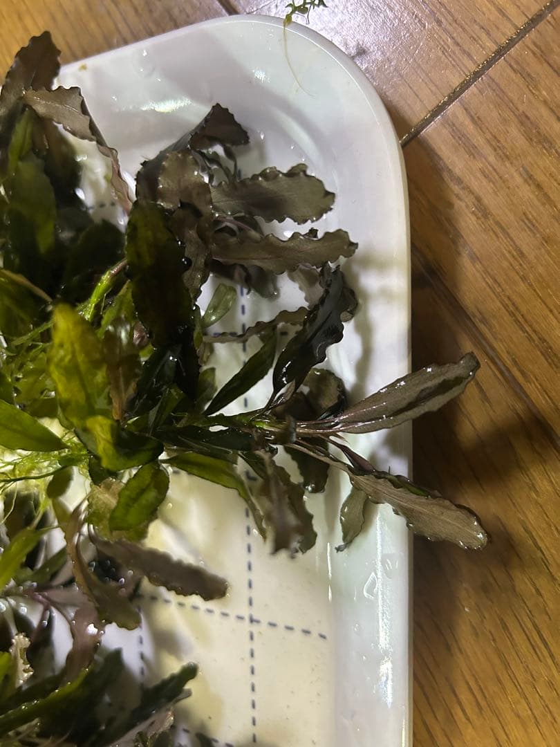 ブセファランドラ