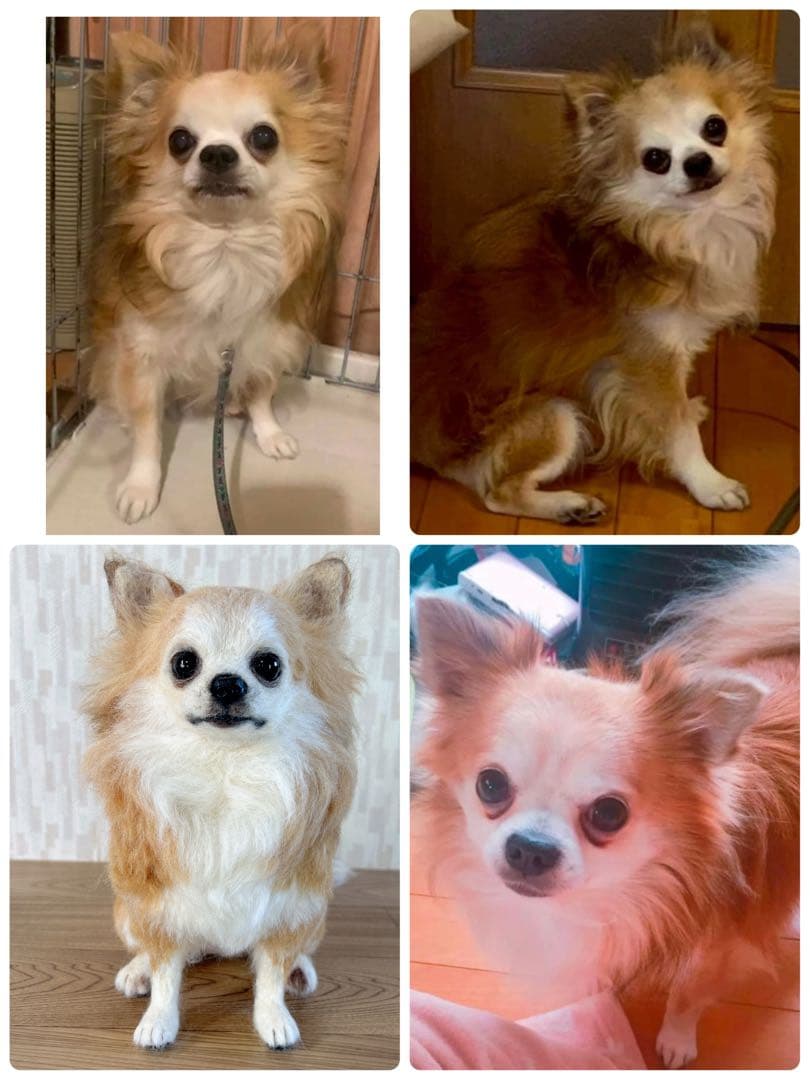 桜もち様　オーダー専用　羊毛フェルト　犬　チワワ