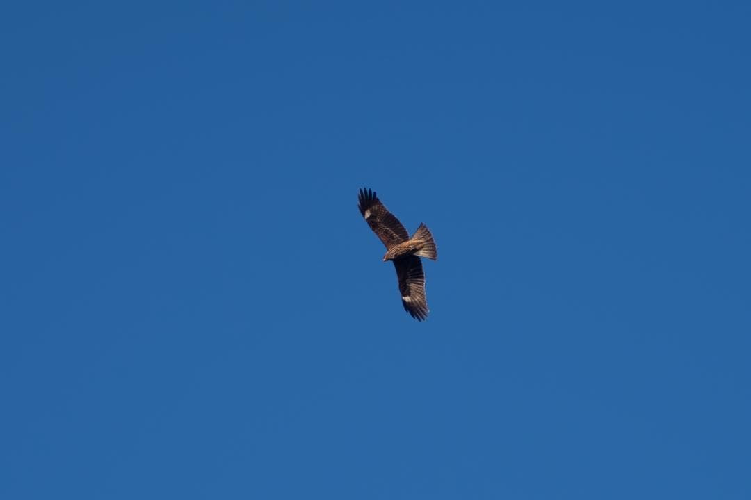 【黒死病修理済】PENTAX K-S1 ダブルズーム