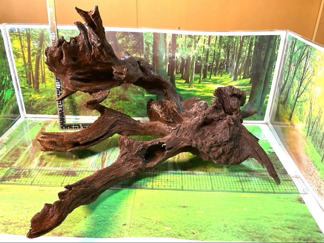 けすけ様　ご提案用　天然水槽用流木　沈水確認済み