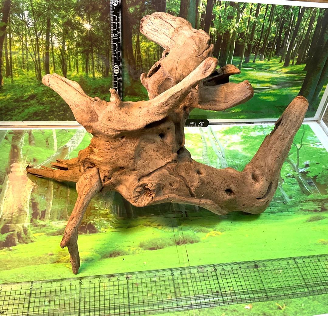 けすけ様　ご提案用　天然水槽用流木　沈水確認済み