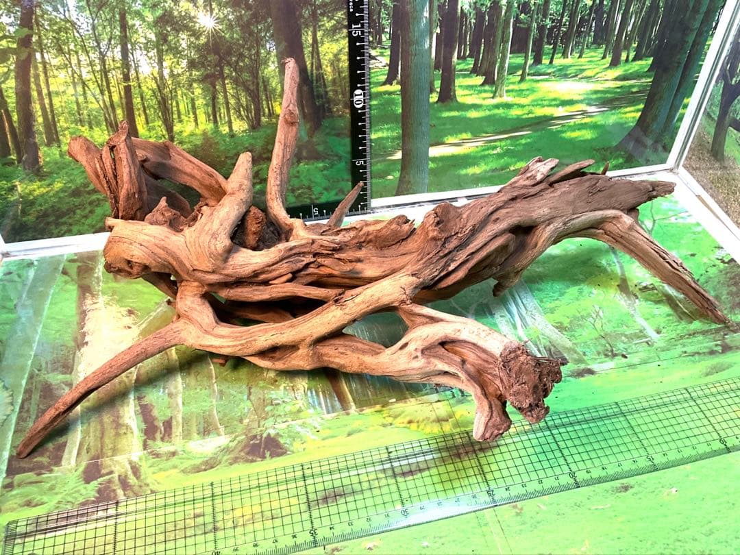 けすけ様　ご提案用　天然水槽用流木　沈水確認済み