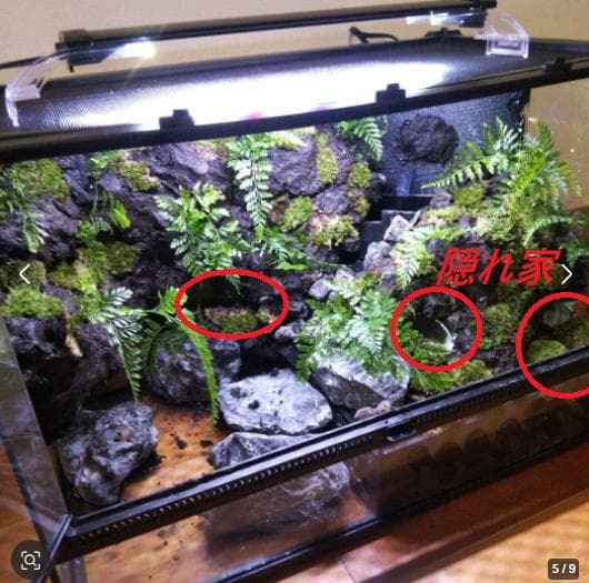 アクアテラリウム