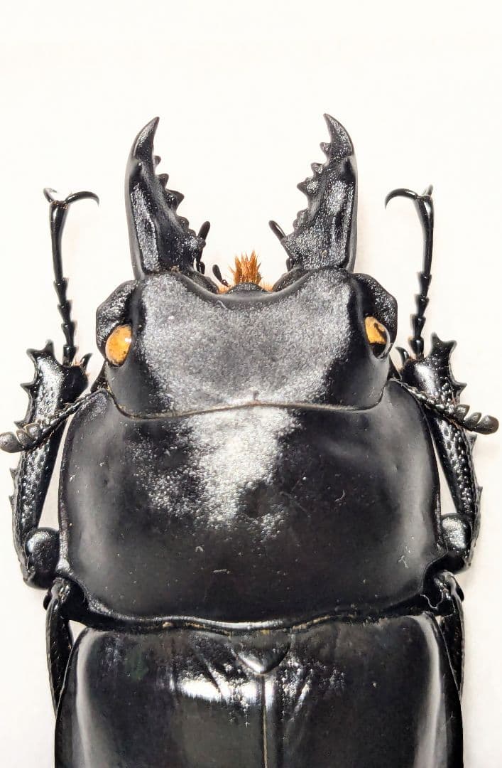 徳　アマミマルバネ