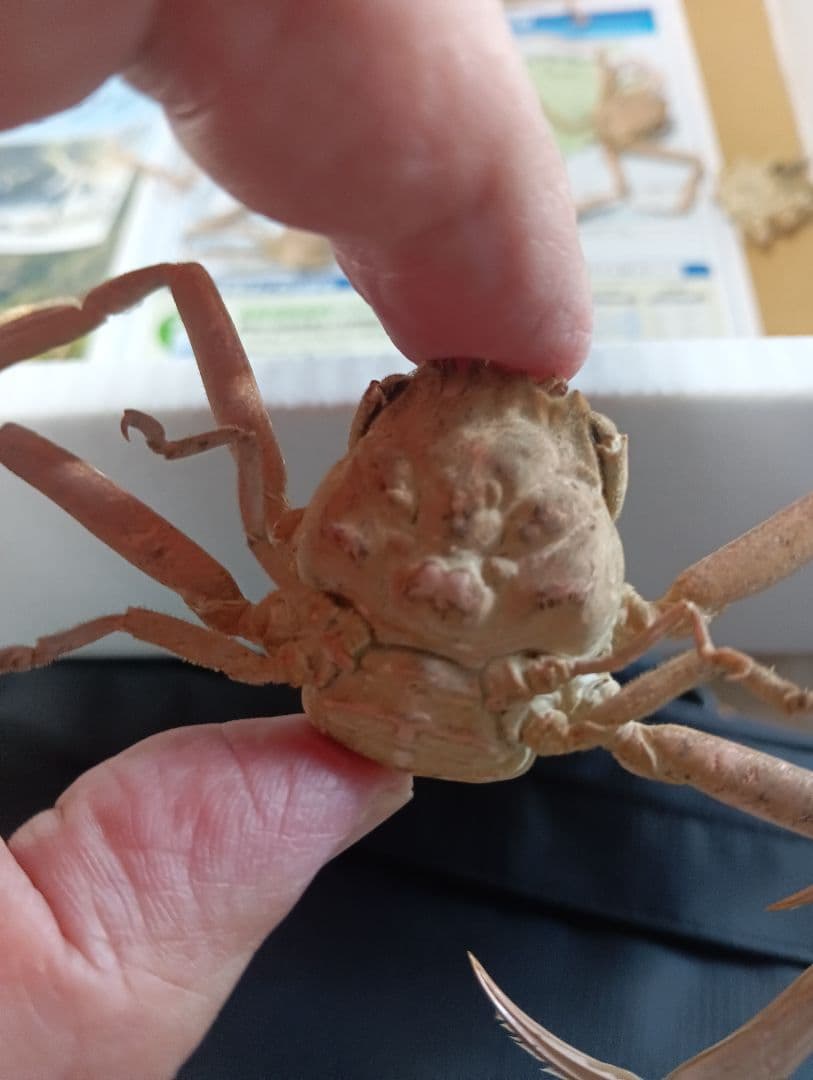 稀少レア平家怨霊瀬戸内海産人面蟹ペア源平合戦古戦場立体リアル標本ペア２点セット