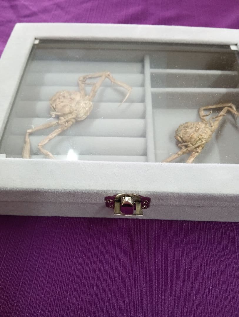 稀少レア平家怨霊瀬戸内海産人面蟹ペア源平合戦古戦場立体リアル標本ペア２点セット