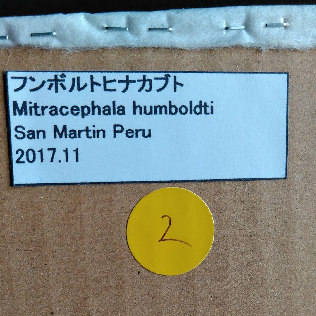 昆虫　標本　カブトムシ　３個体　南米ペルー