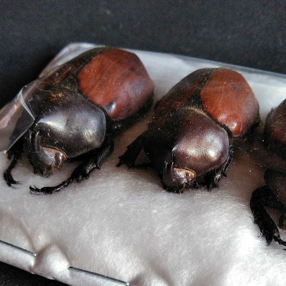 昆虫　標本　カブトムシ　３個体　南米ペルー