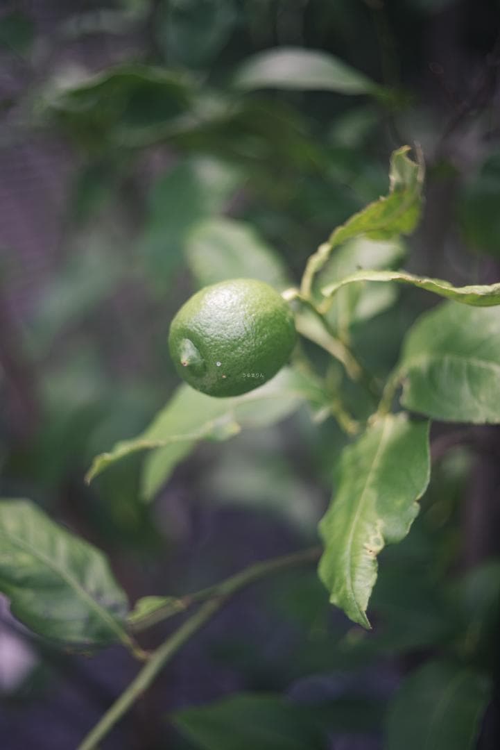 ニッケル癖玉！Leica Nickel Summar 5cm オールドレンズ