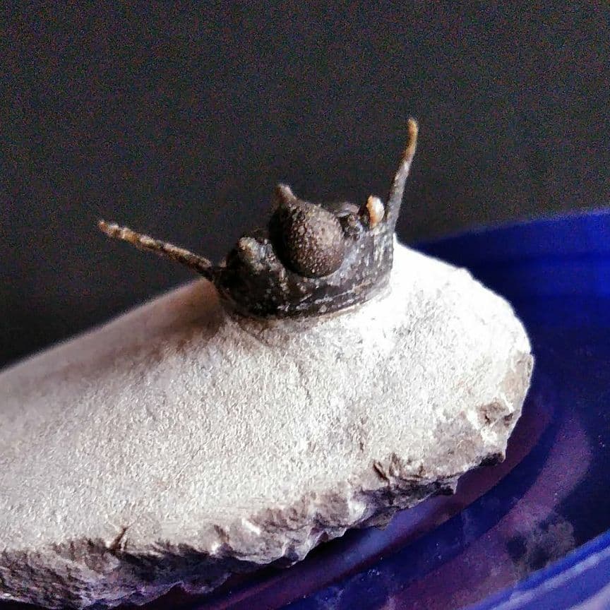 化石　骨格　標本　三葉虫　キファスピス　30mm