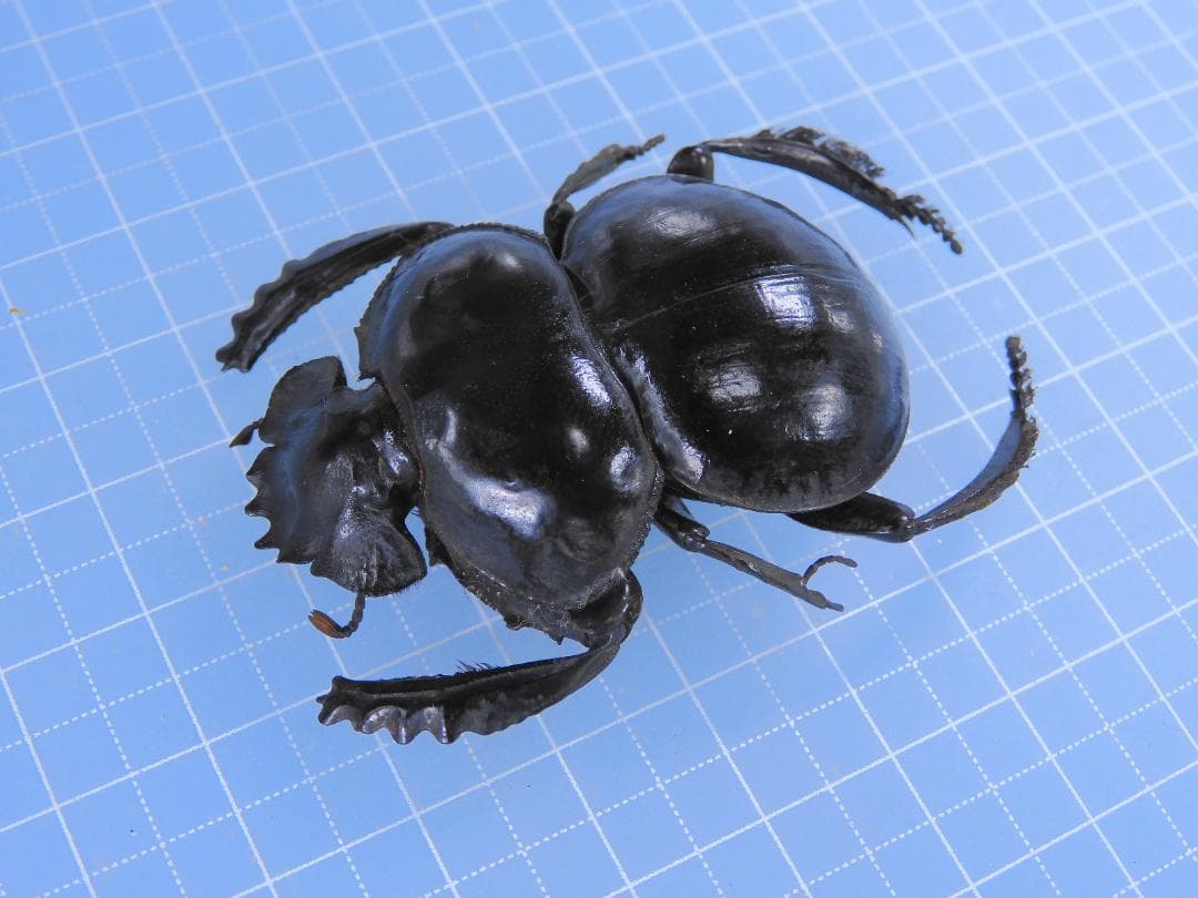 アンゴラ産　キャンサータマオシコガネ　46mm