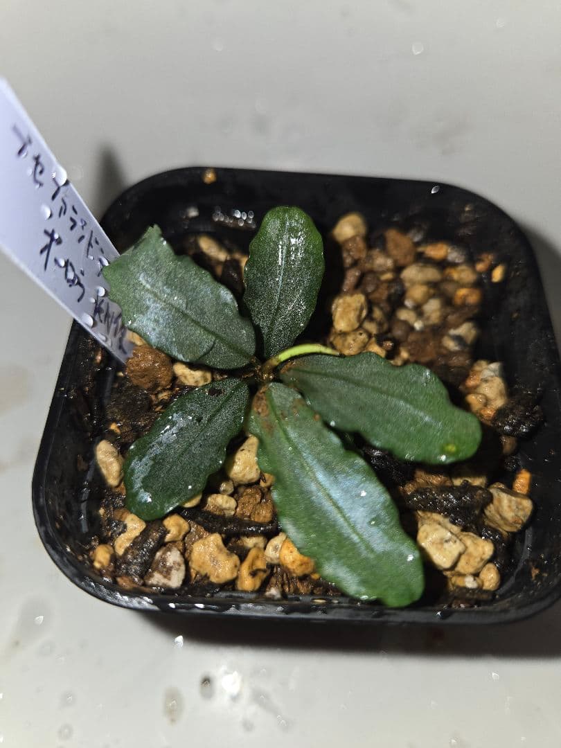 Bucephalandra sp. Aurora KN便　水上葉