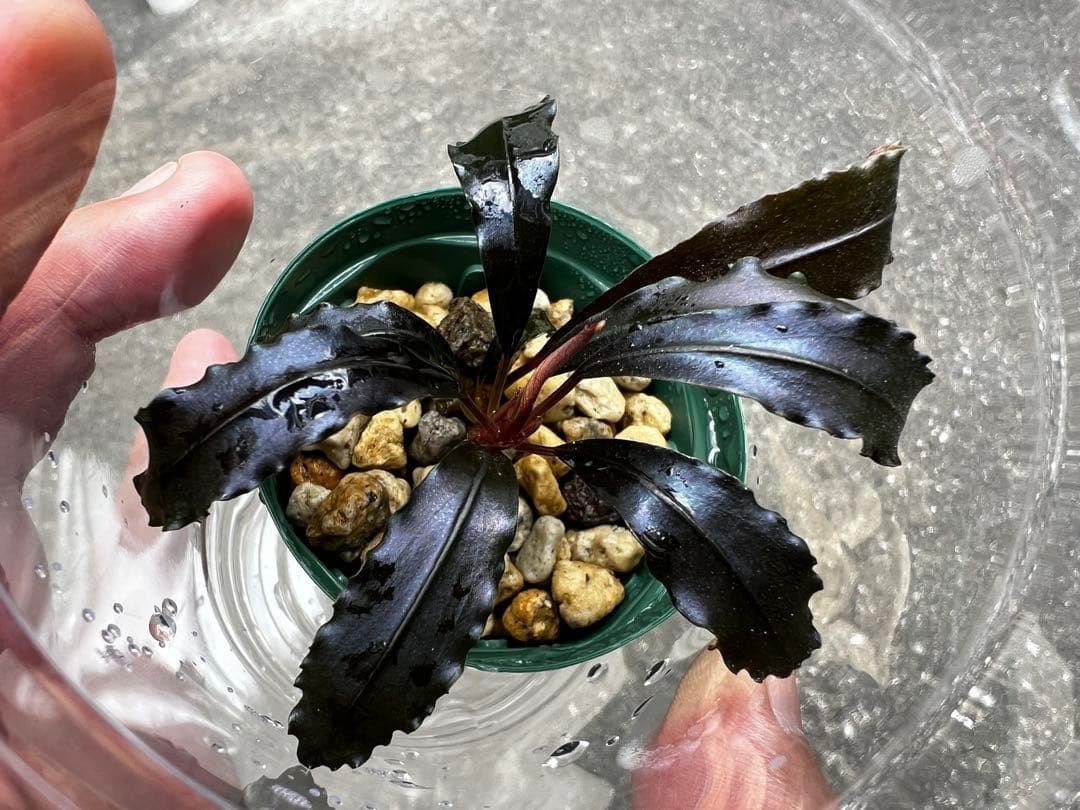 Bucephalandra sp.Ghost Kalimantan ①