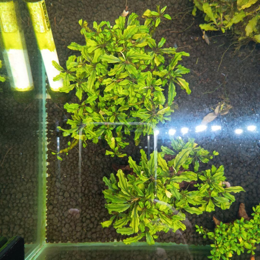 ブセファランドラ　西カリマンタン