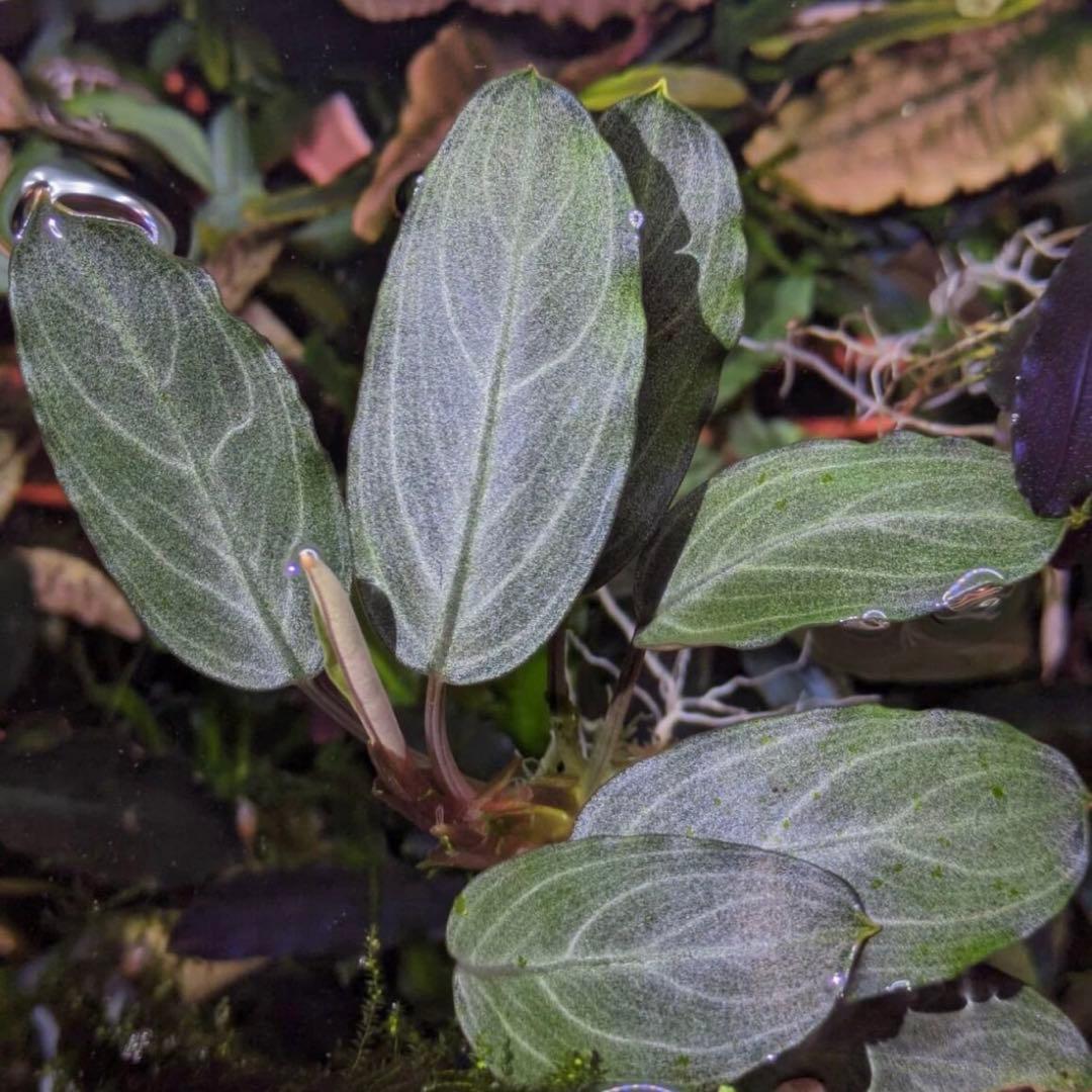 ブセファランドラsp.パールグレイ【TB便】