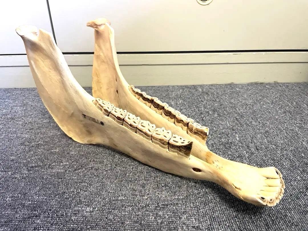 【新品】キハーダ　ロバの下顎の楽器