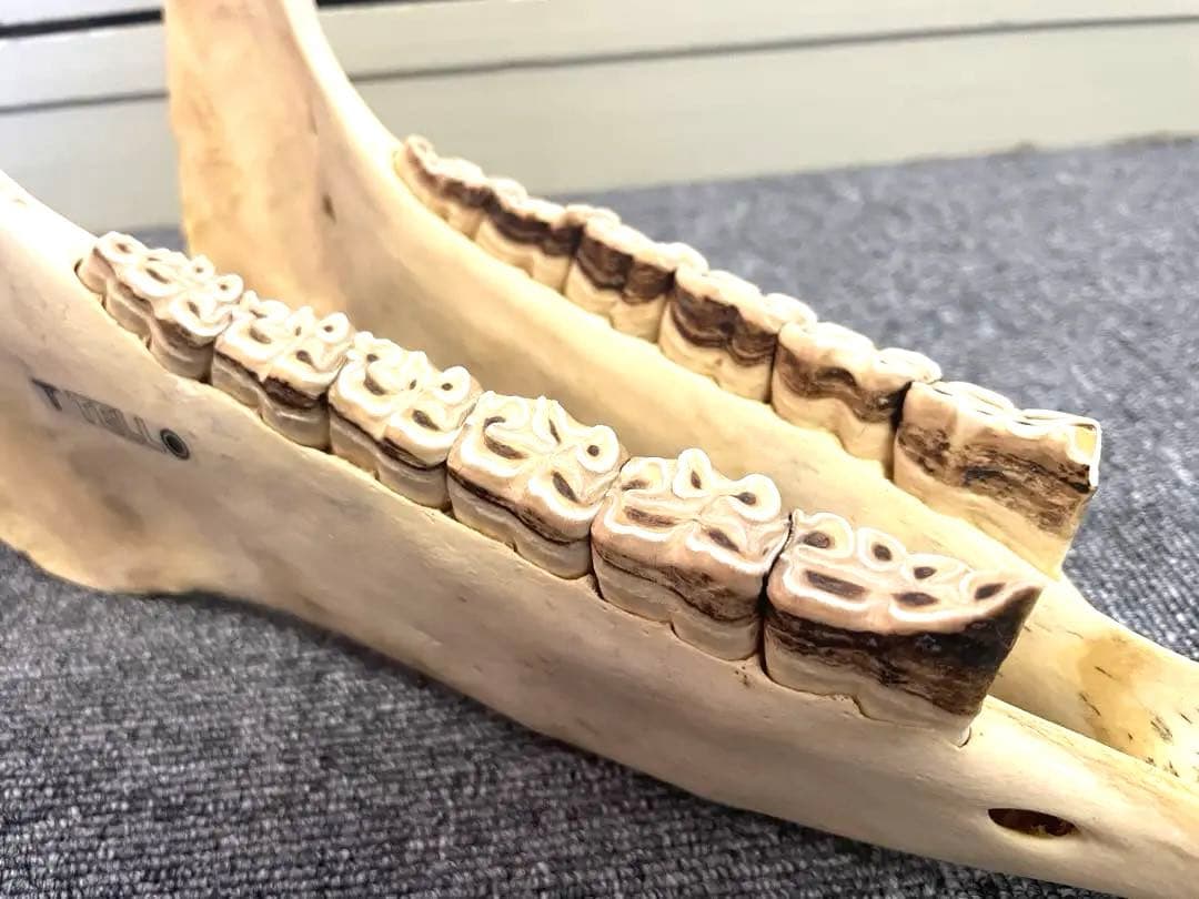 【新品】キハーダ　ロバの下顎の楽器