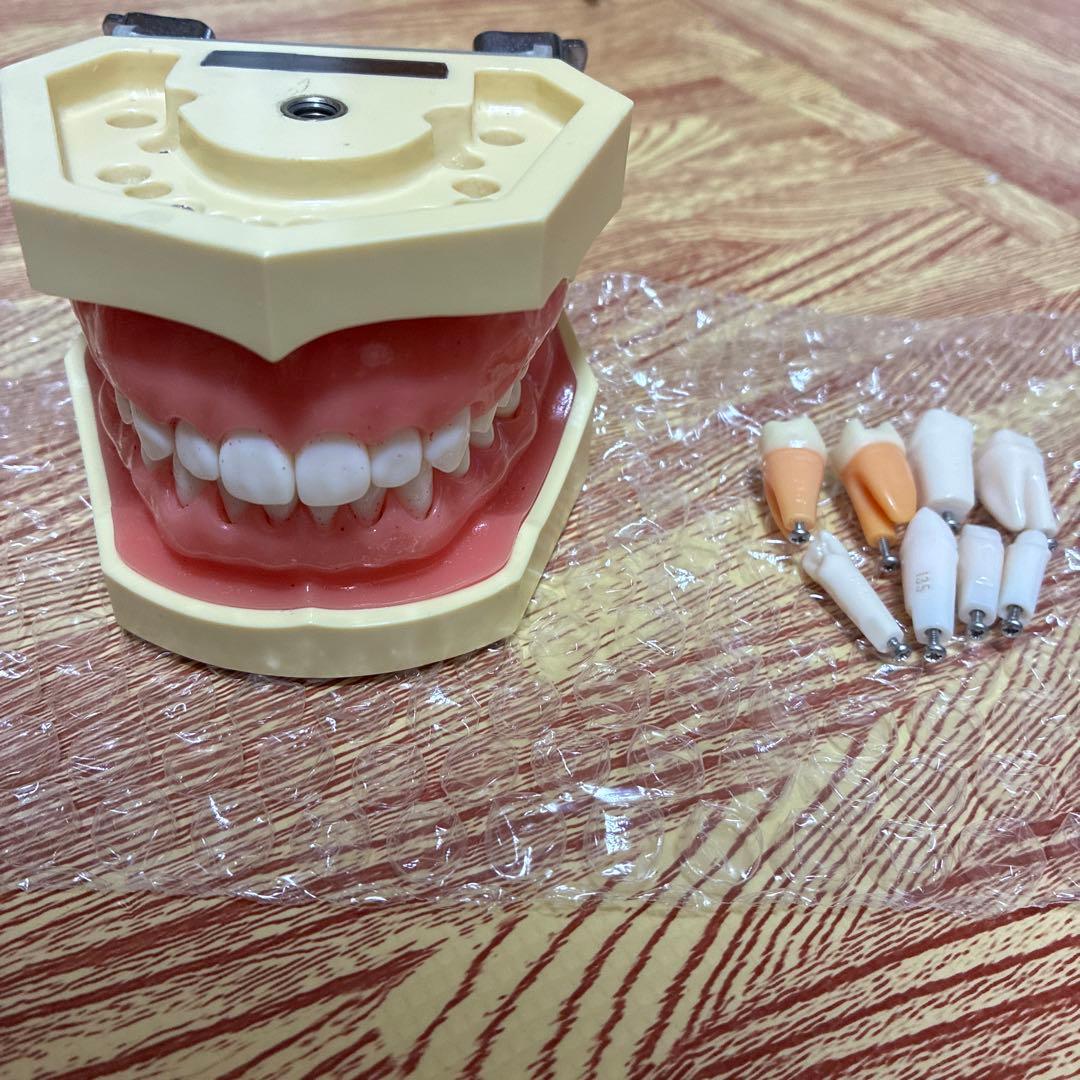 顎模型　ニッシン