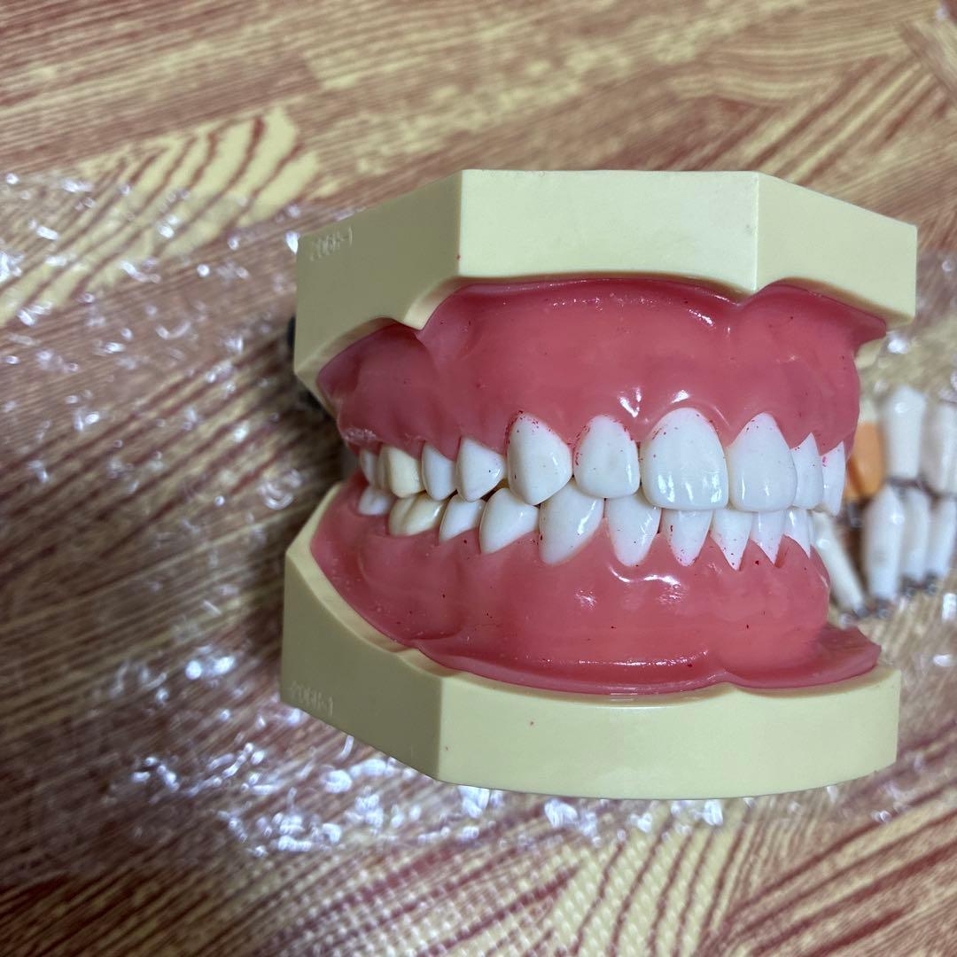 顎模型　ニッシン