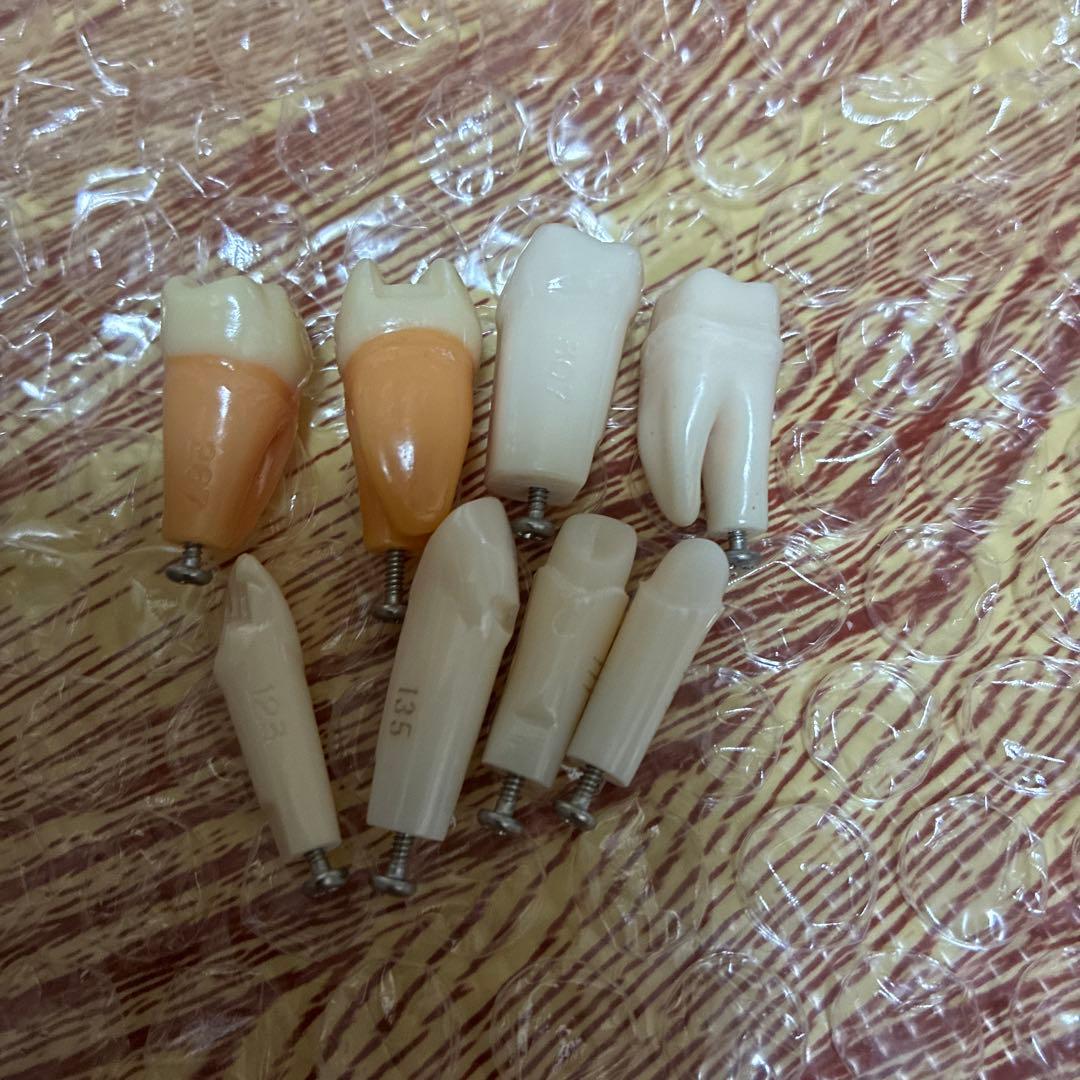 顎模型　ニッシン