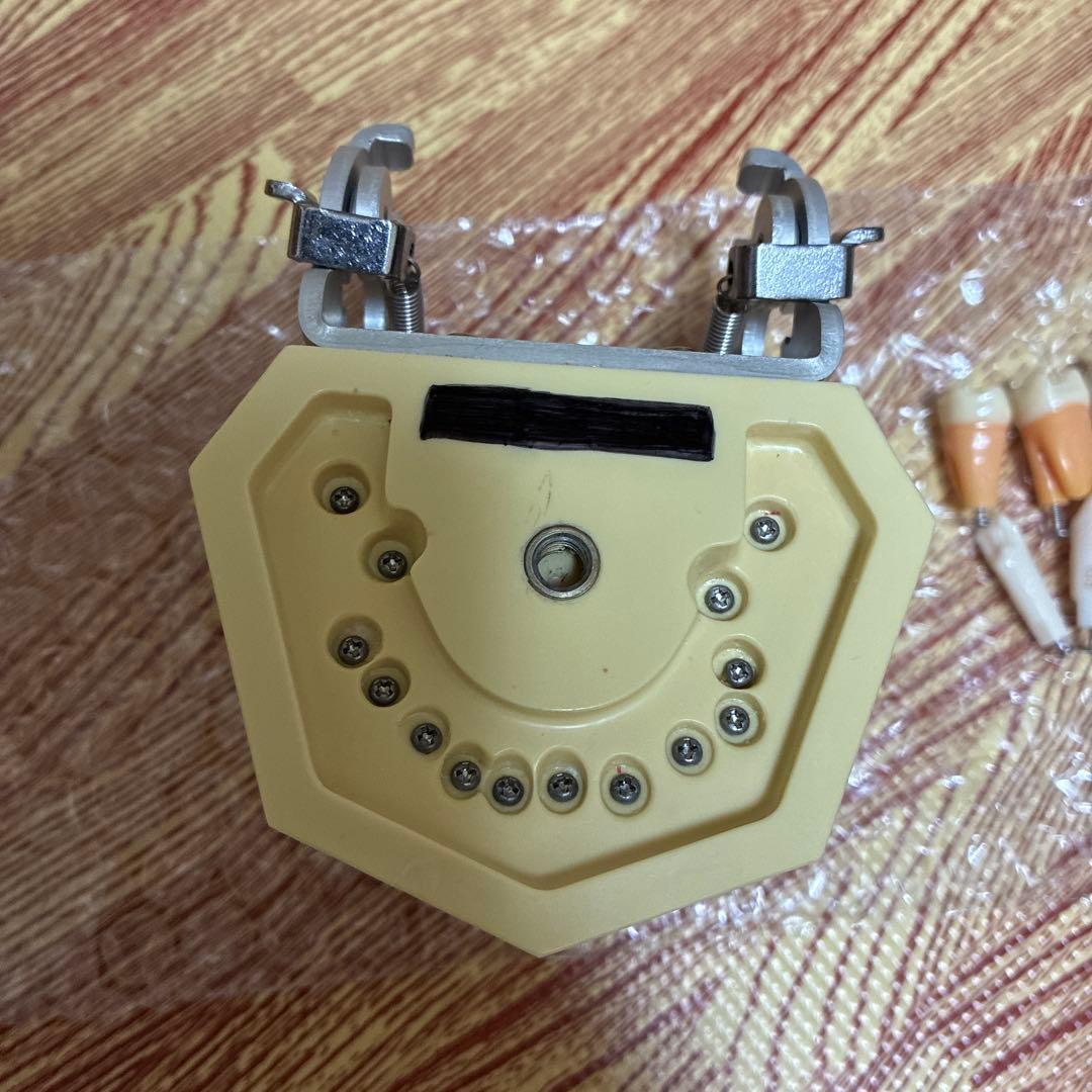 顎模型　ニッシン