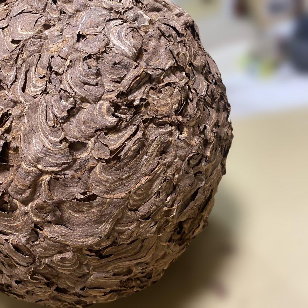 雀蜂の巣 スズメバチ ガラスケース　ハチの巣 オルゴール付きの木箱