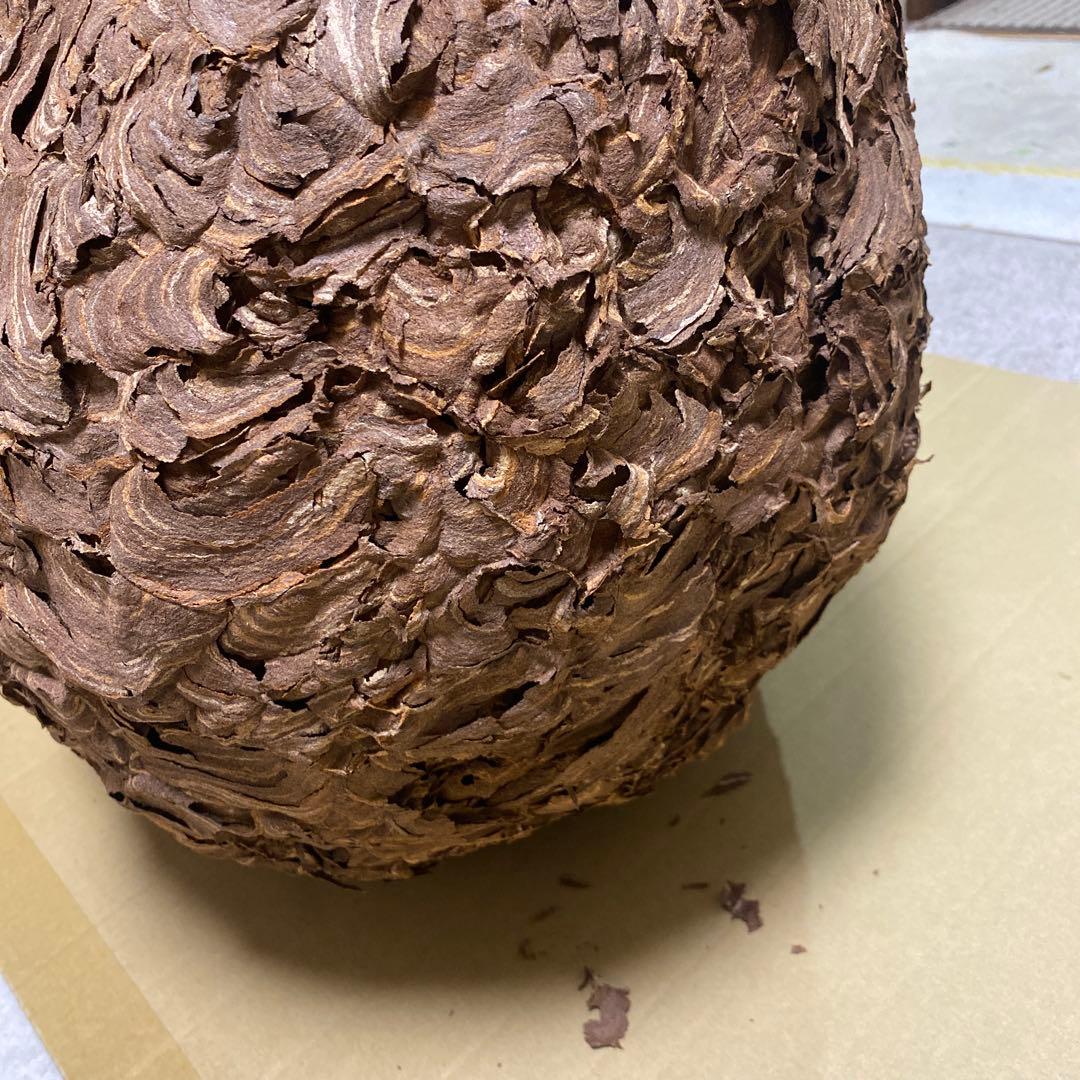 雀蜂の巣 スズメバチ ガラスケース　ハチの巣 オルゴール付きの木箱