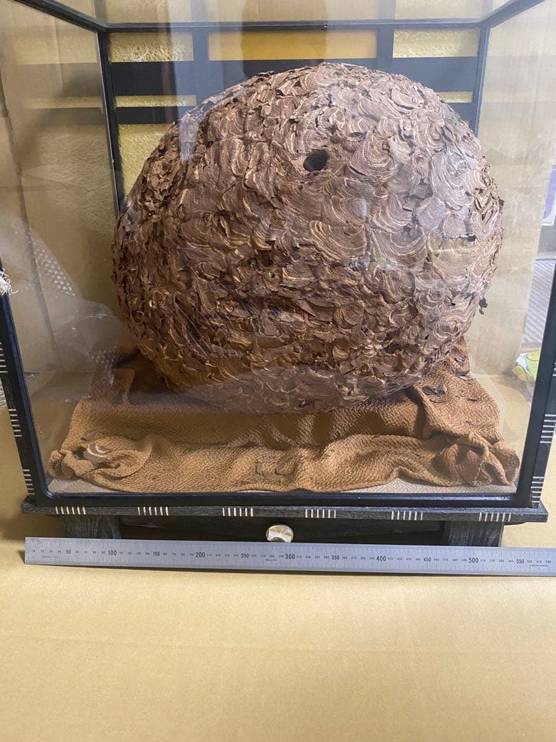 雀蜂の巣 スズメバチ ガラスケース　ハチの巣 オルゴール付きの木箱