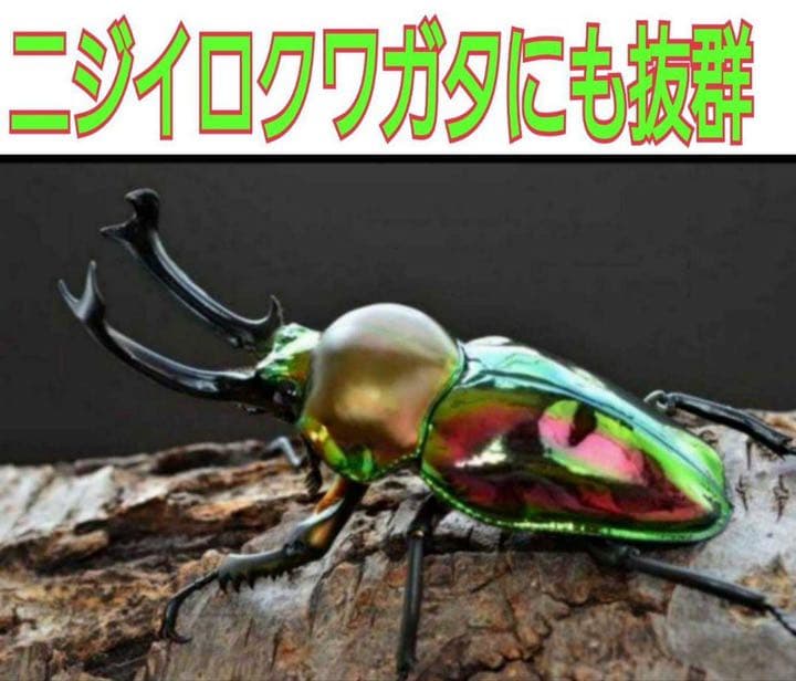 極上！黒アワビタケ菌糸瓶【8本】初令、2令に最適なサイズ！ニジイロクワガタに！