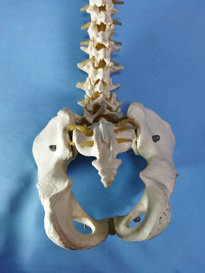 脊椎模型 約70cm 骨格標本　人体模型　カイロ　整体　整骨院　鍼灸