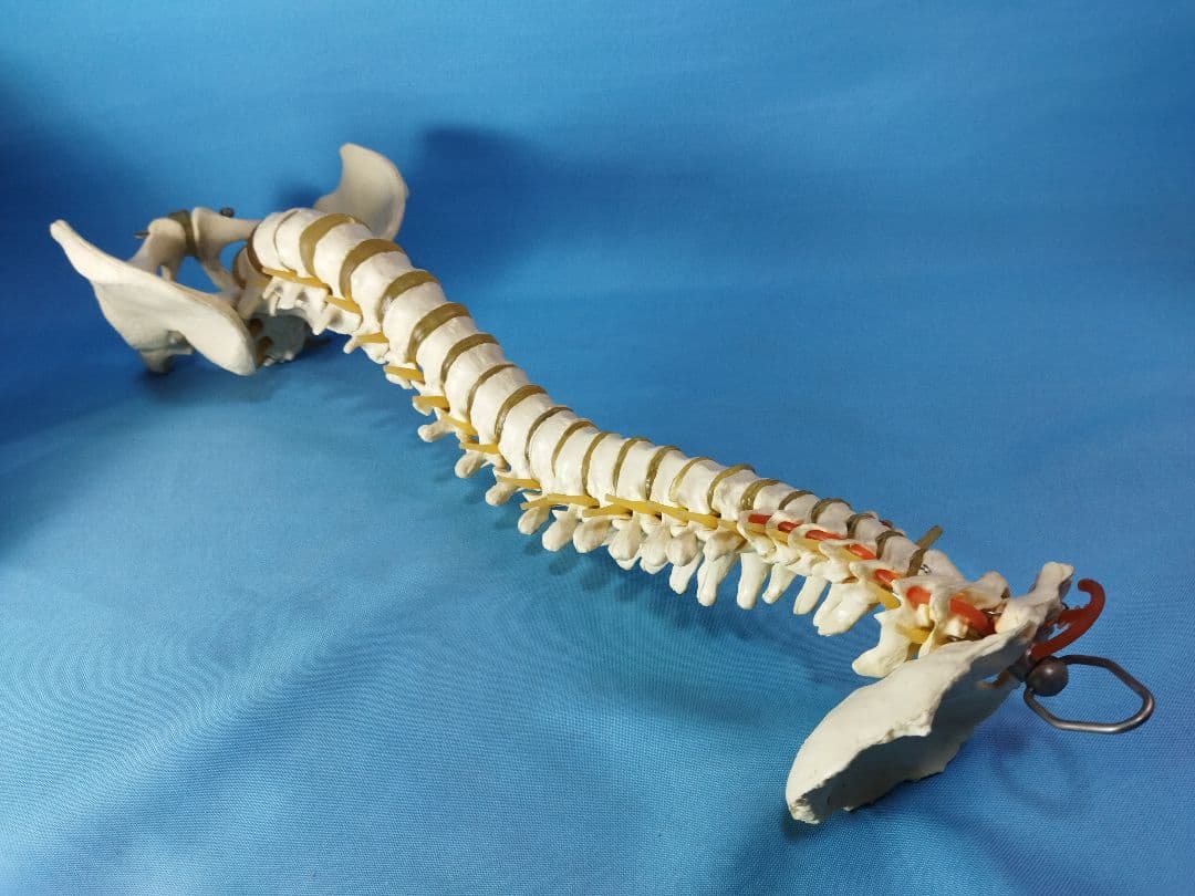 脊椎模型 約70cm 骨格標本　人体模型　カイロ　整体　整骨院　鍼灸