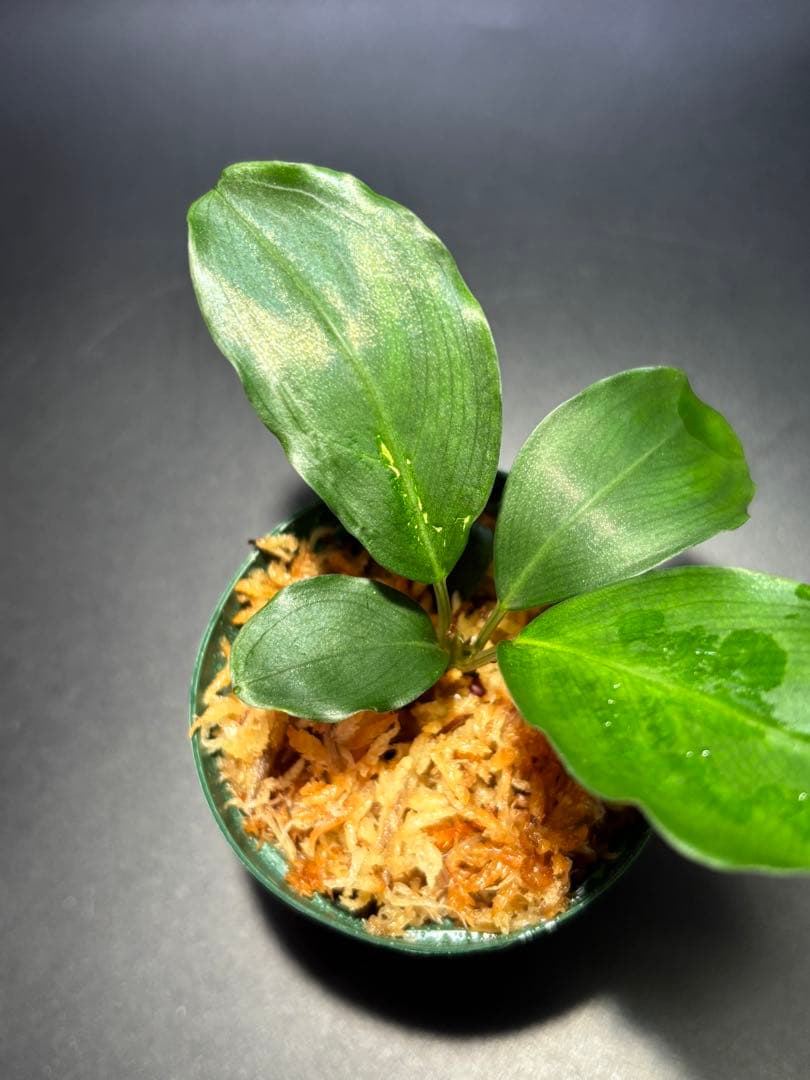 【かずちん様　ご検討用】