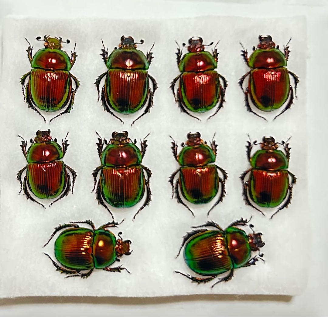 標本 オオセンチコガネ10頭、ルリセンチコガネ36頭、ミドリセンチコガネ30頭