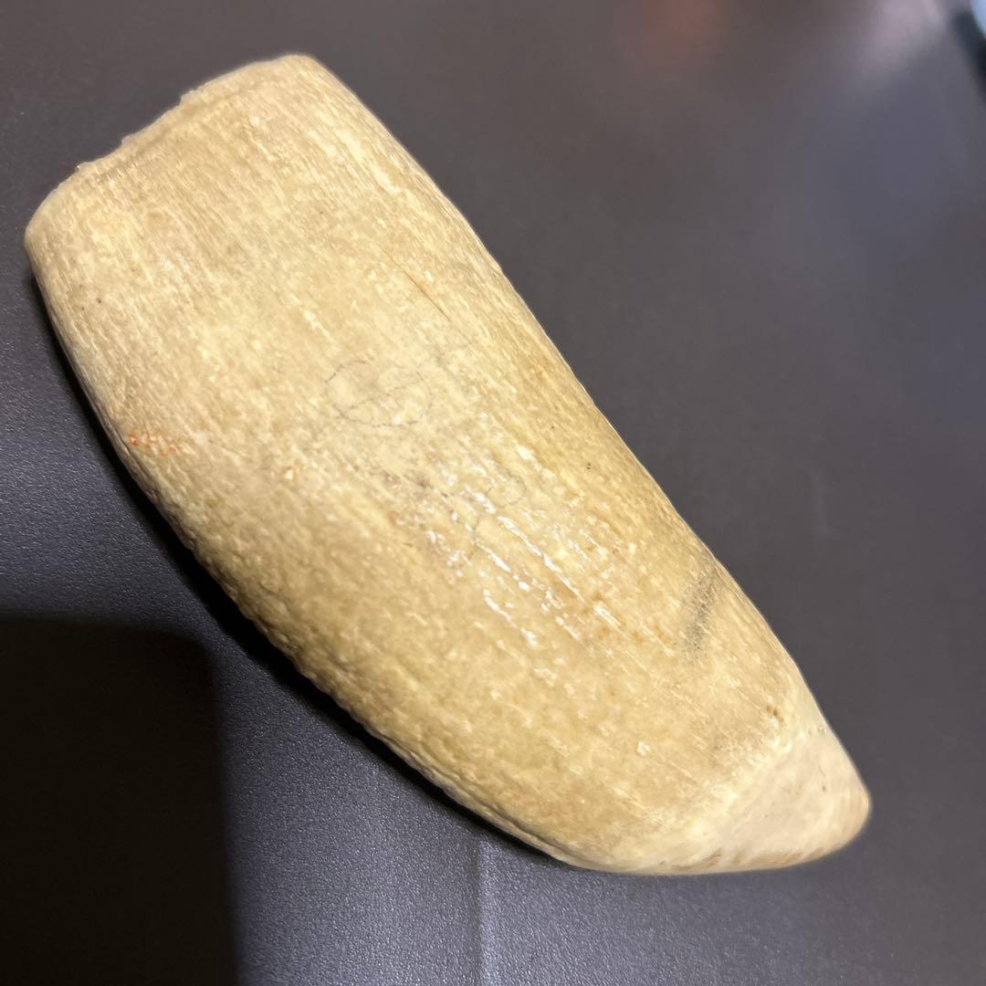 マッコウクジラの歯