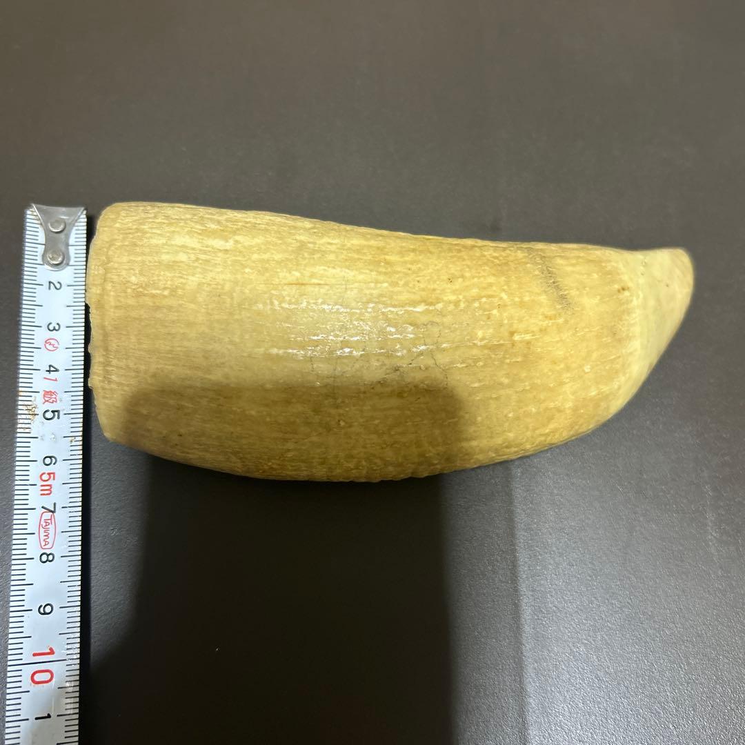 マッコウクジラの歯