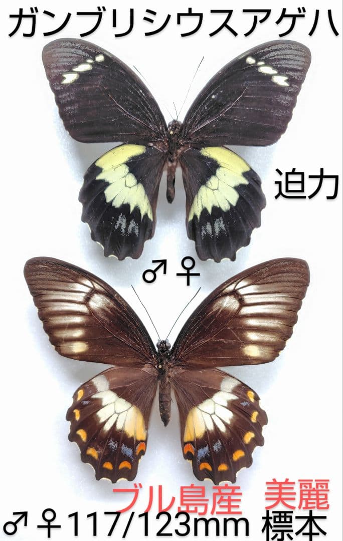 ガンブリシウスアゲハ♂♀ 標本★ブル島産★ 117/123mm美麗ペア迫力標本
