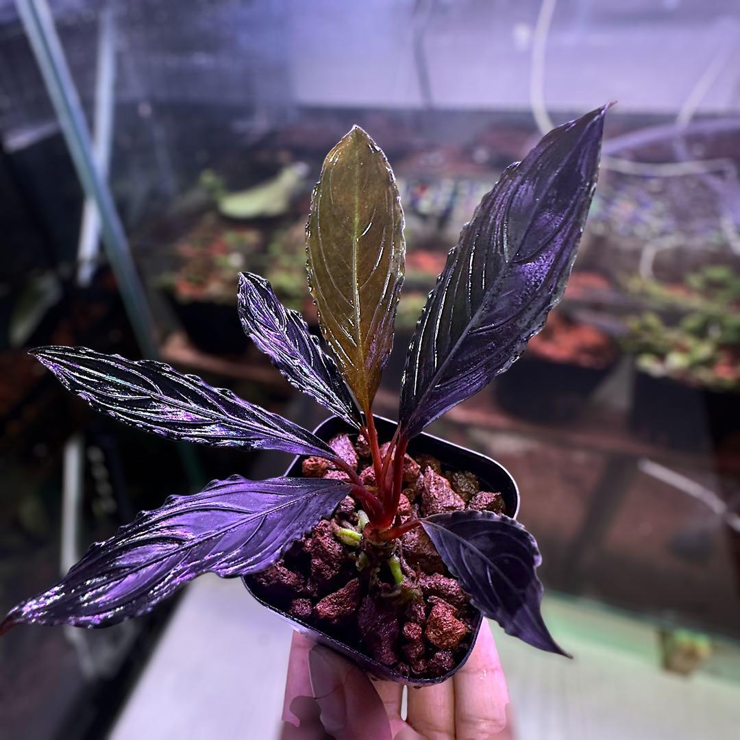 こ*た様 ブセファランドラでBucephalandra Kishii 細葉