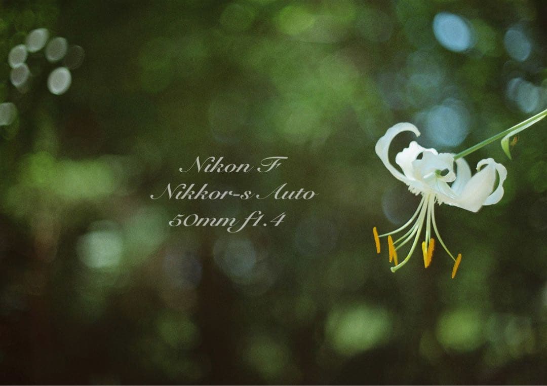 ★完動品＊美品★nikon f フォトミックftn／50mm f1.4／作例多数