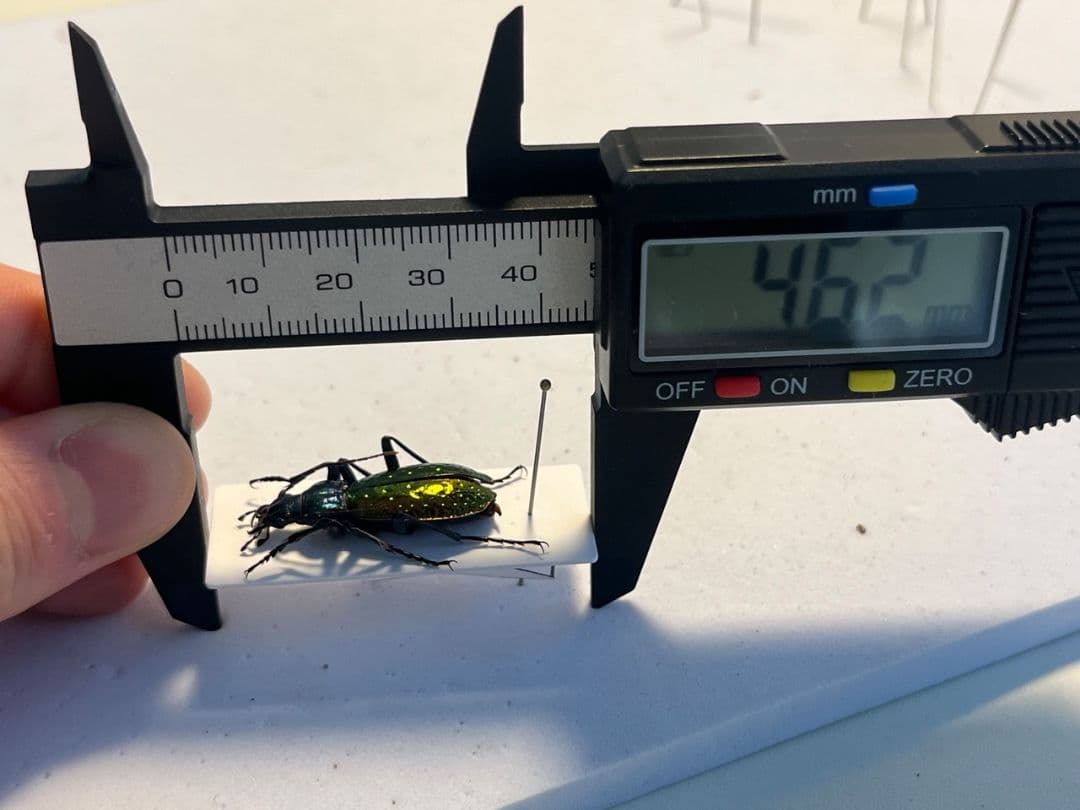【29mm】Chrysotribax rutilans カブリモドキオサムシ標本